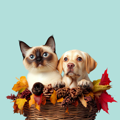 Pet